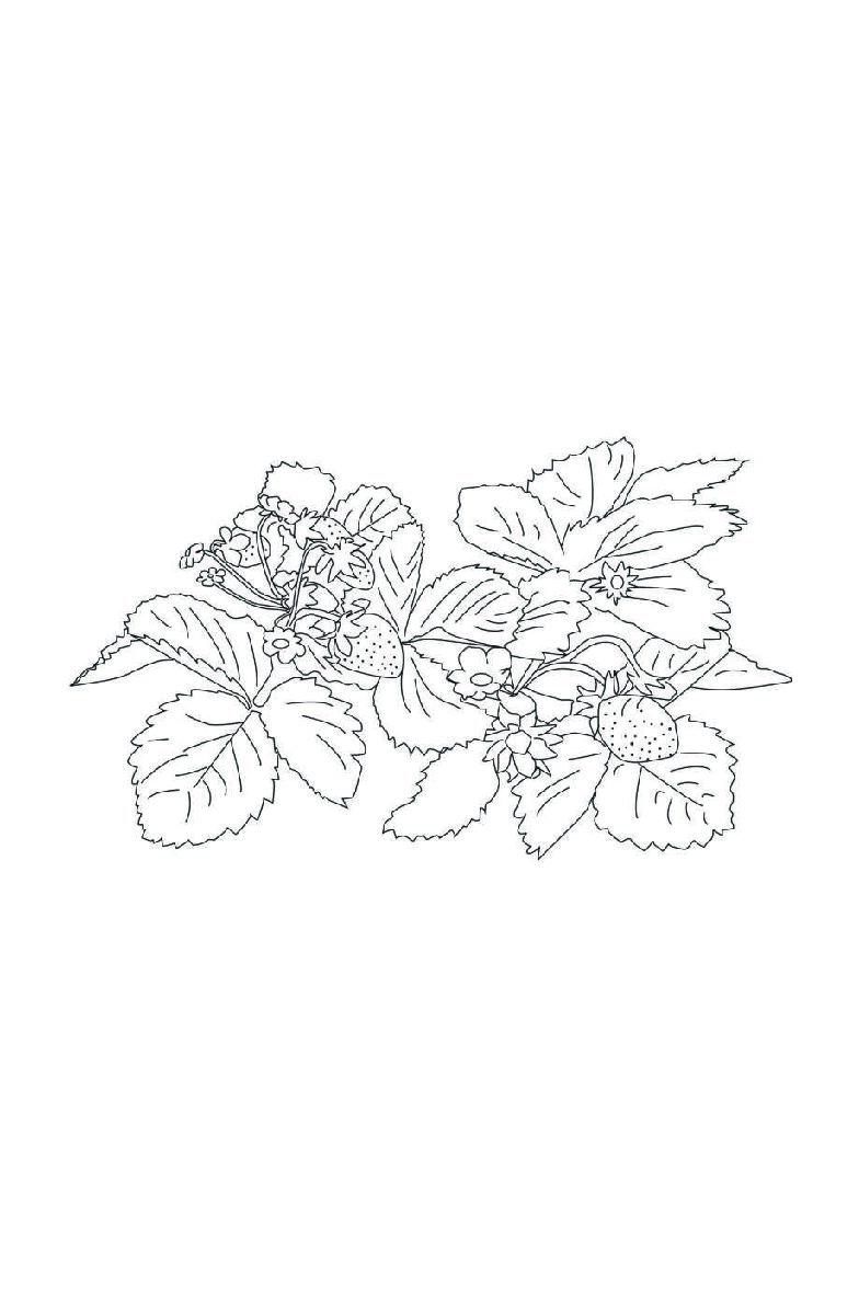 Coloring Book 1