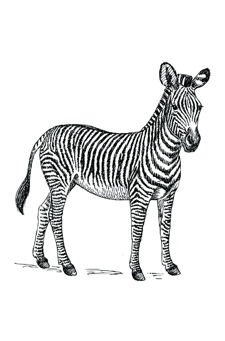 Zebra Coloring Book