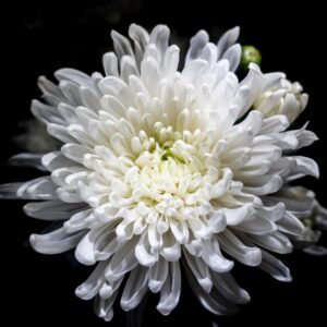 chrysanthemum-8600210