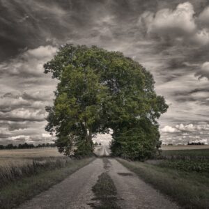 grove-of-trees-867931