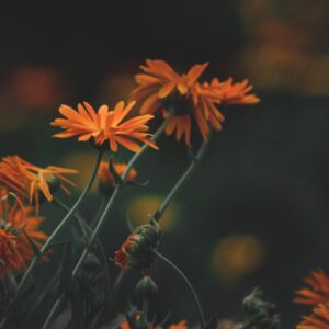 pot-marigold-6625895