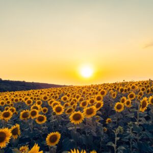 sunflowers-8980921