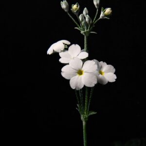 white-flowers-6944139