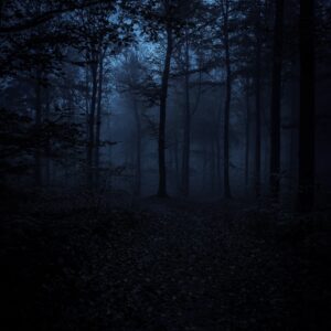 forest-7543646