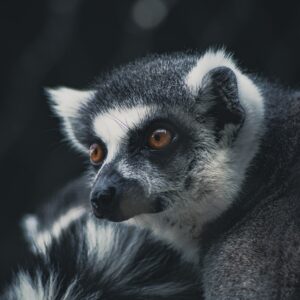 animal-7535234