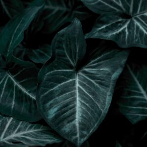 wallpaper-4301176